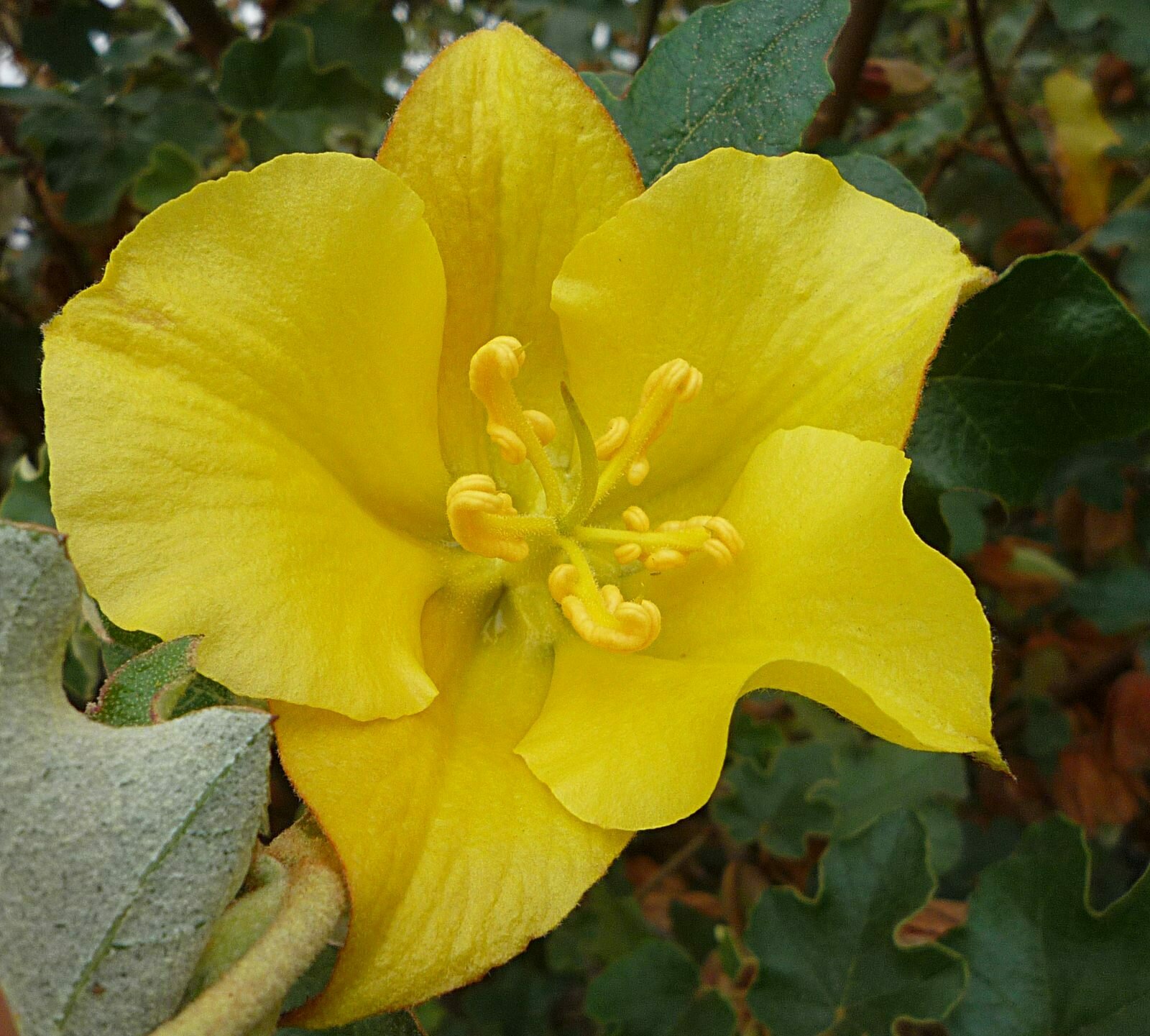 High Resolution Fremontodendron californicum Flower